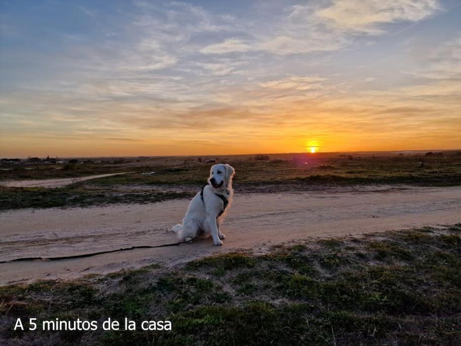 Primera Planta Completa, El Álamo Kültér fotó